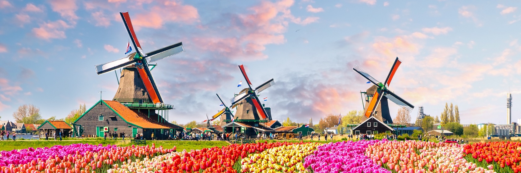 En vågformad tulpanodling i fem olika bjärta färger, i bakgrunden finns tre stora väderkvarnar och på himlen lyser lätta rosafärgade moln.