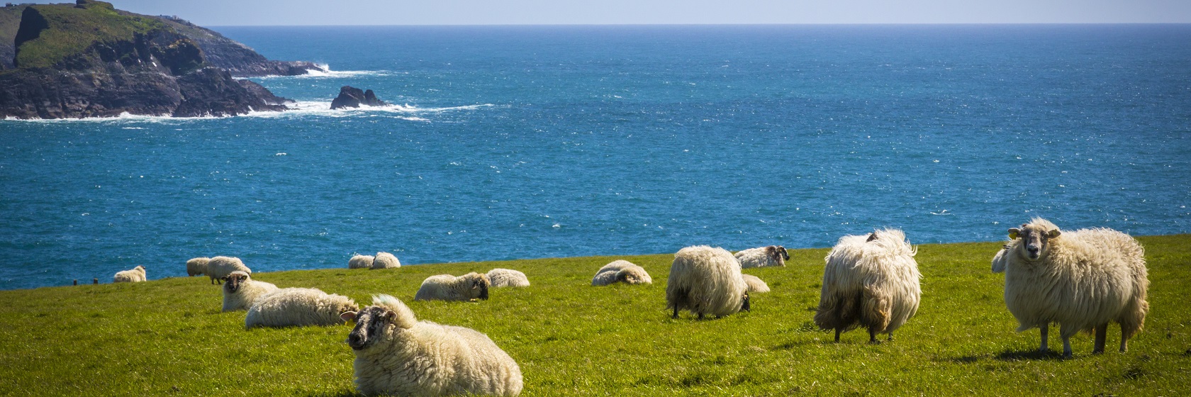 En grupp vita får betar på en svagt sluttande betesmark vid den irländska Atlantkusten.