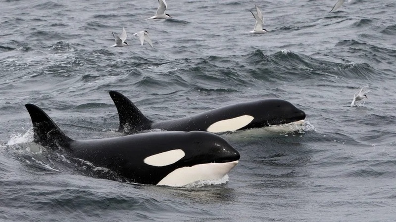 Valsafari från Reykjaviks hamn