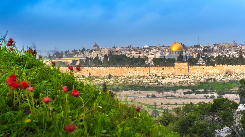 Gamla stan i Jerusalem frn en blomsterng p Olivberget.
