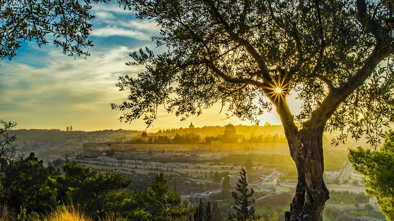 Vy ver Kidrondalen och Gamla Jerusalem, strax efter soluppgngen. Solen bildar en stjrna i en klyka p ett olivtrd.